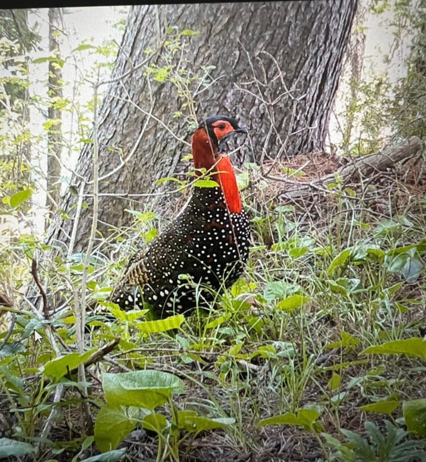 In a first, camera captures rare ‘Western Tragopan’ in Tatakuti ...